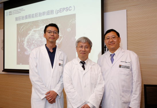 Professor Pengtao Liu’s (right) research team at HKUMed, collaborated with Professor William Yeung, HKUMed, discovered stem cell breakthrough, the first in the world to develop the porcine Expanded Potential Stem Cells (pEPSC). On the left is Dr Martin Cheung, Assistant Professor of the Department of Biomedical Sciences, HKUMed.